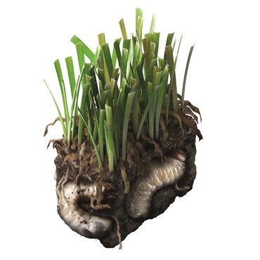 Schädlinge im Garten: Gartenlaubkäfer Engerlinge