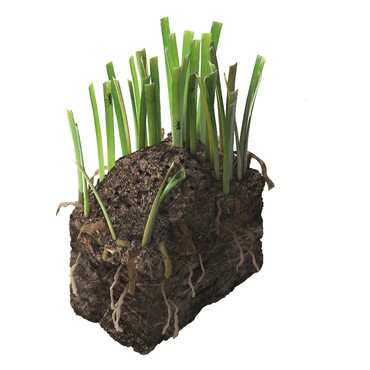 Schädlinge im Garten: Ameisen