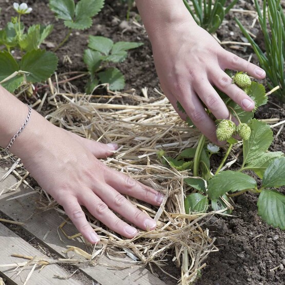 Erdbeeren mögen feuchten Boden. Mit einer Mulchschicht aus Stroh verdunstet das Wasser nicht so schnell.