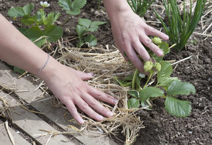 Erdbeeren mögen feuchten Boden. Mit einer Mulchschicht aus Stroh verdunstet das Wasser nicht so schnell.
