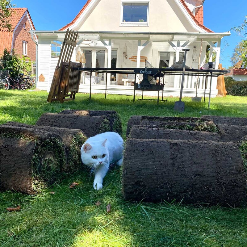 Weiße Katze neben Rollrasen-Ballen im Garten