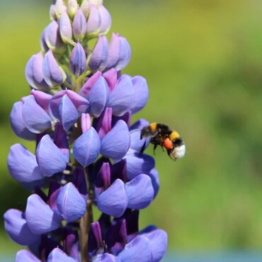 Nährpflanzen für Insekten