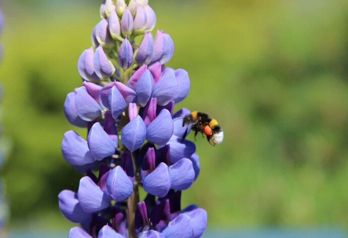 Nährpflanzen für Insekten