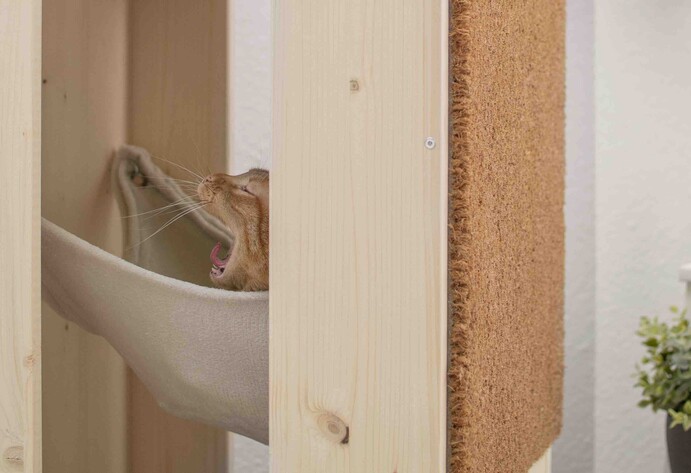 Katze macht es sich in der Hängematte gemütlich