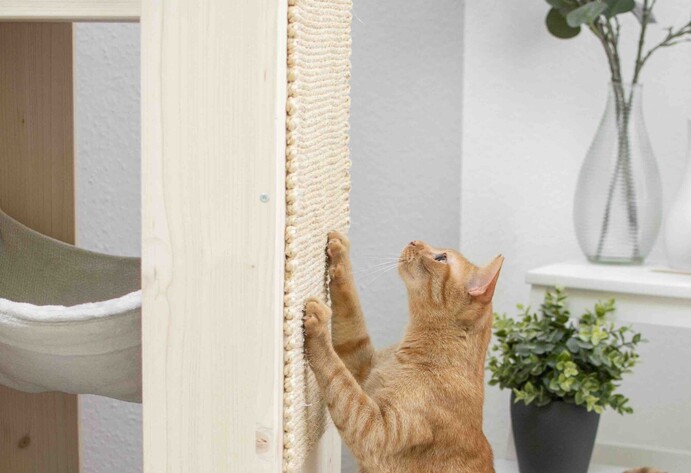 Katze erkundet Kratztonne