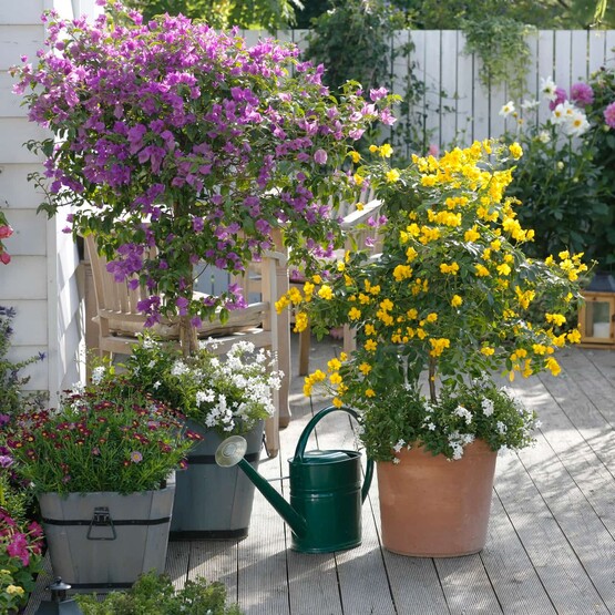 Die rosafarbene Bougainvillea