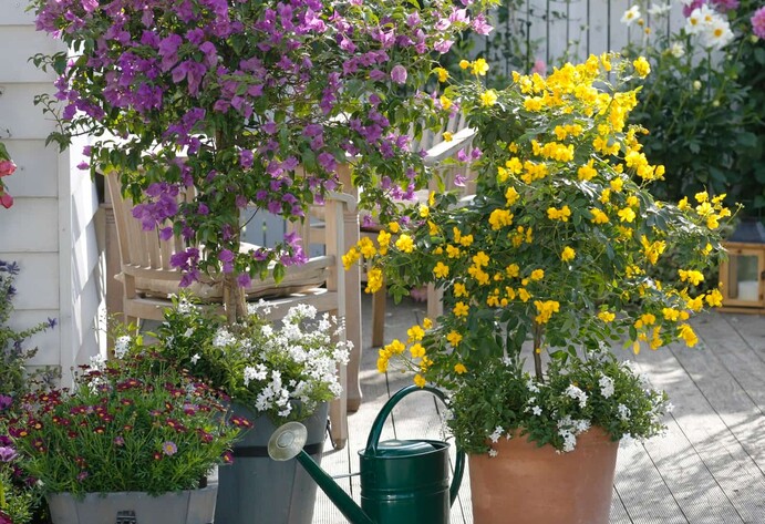 Die rosafarbene Bougainvillea