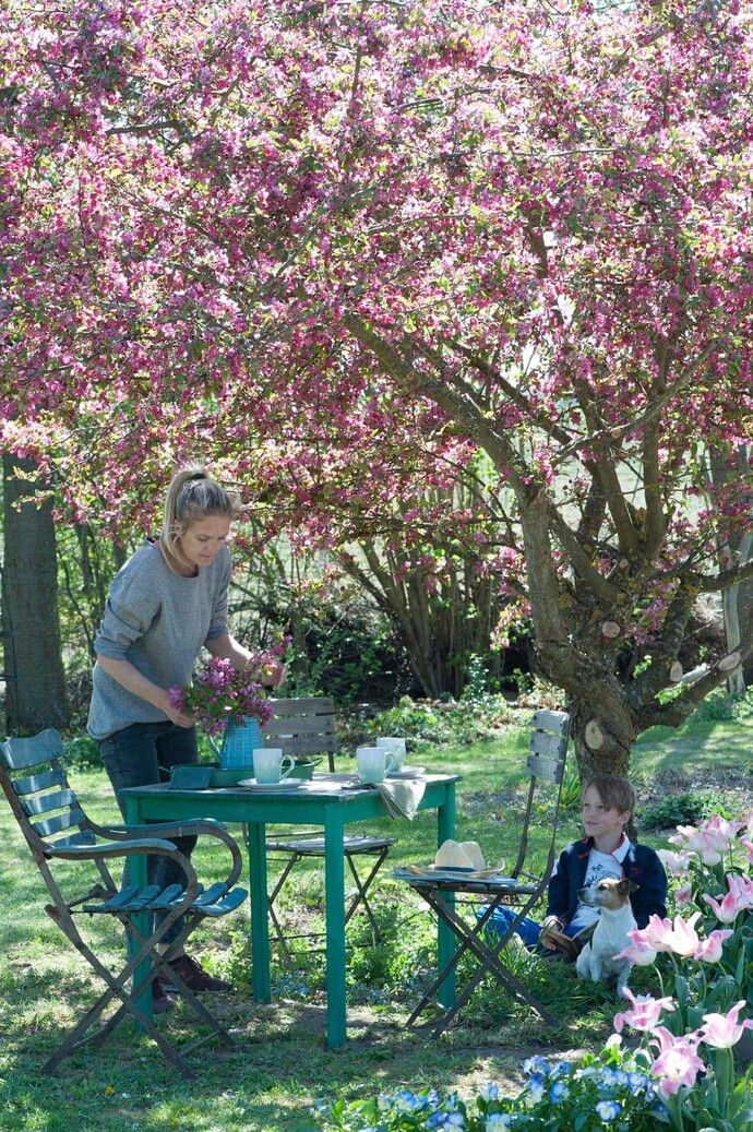 Zierapfel im Frühling