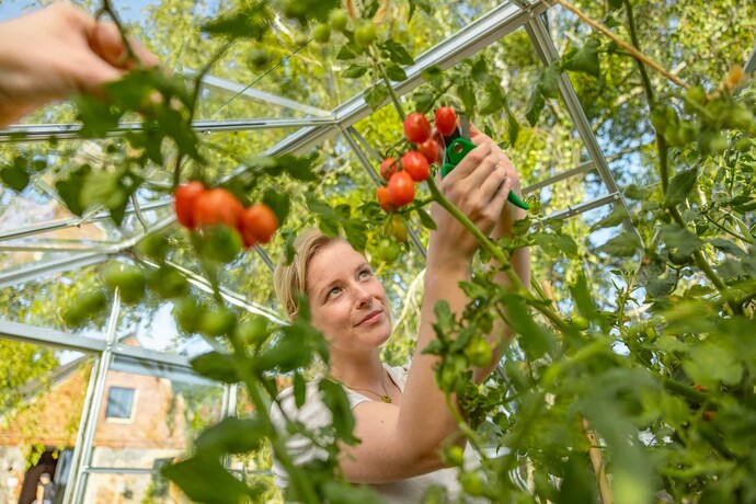 Eine Frau bei der Ernte von Tomaten im Gewächshaus.