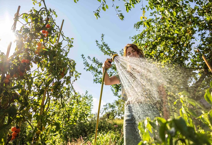 Frau steht im Gaeten neben Tomatenpflanze und wässert mit Gartenschlauch Beet