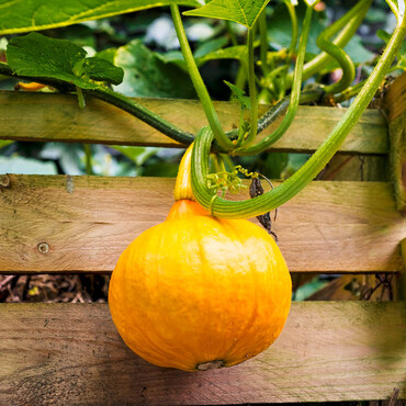 Orangefarbener Kürbis