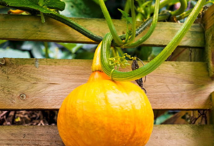 Orangefarbener Kürbis