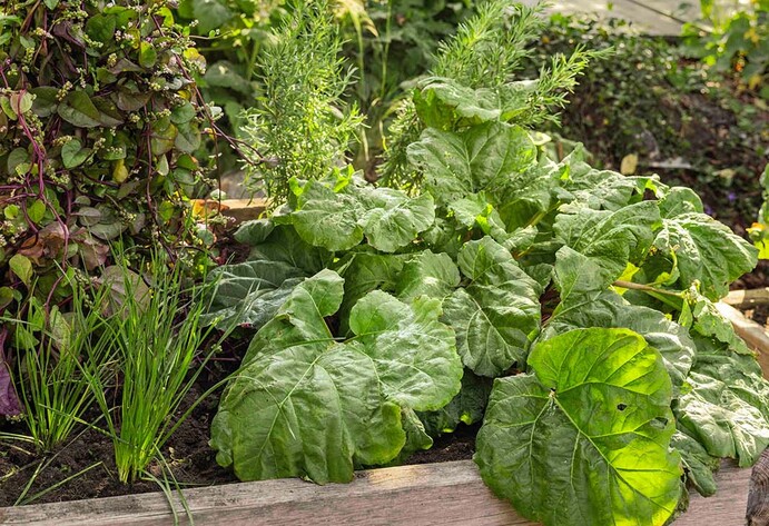 Bepflanztes Hochbeet aus Holz im Garten