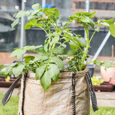 Kartoffelpflanze im Sack im Garten
