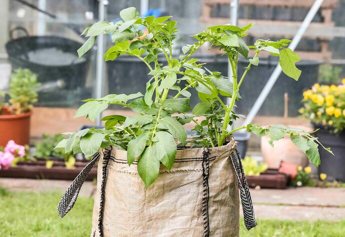 Kartoffelpflanze im Sack im Garten