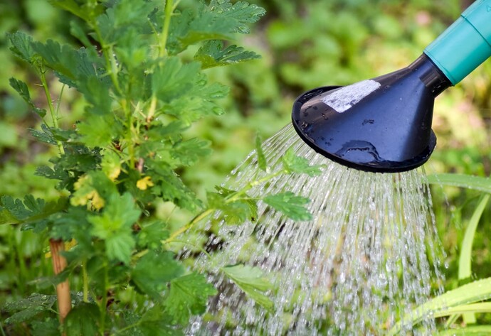 Wasser wird aus einer Gießkanne auf eine grüne Pflanzen gegossen