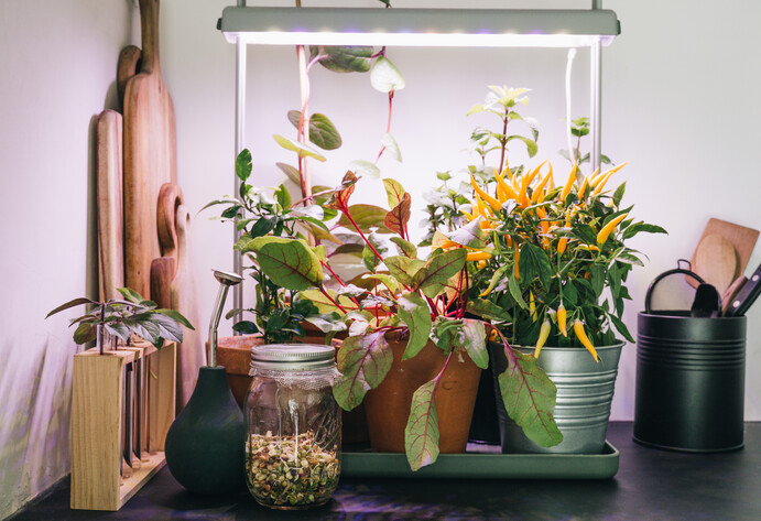 Auswahl an Pflanzen unter Pflanzenlampe