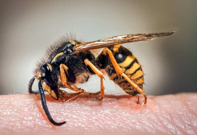 Wespe auf der Haut