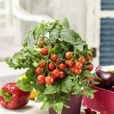 Mini-Tomaten
