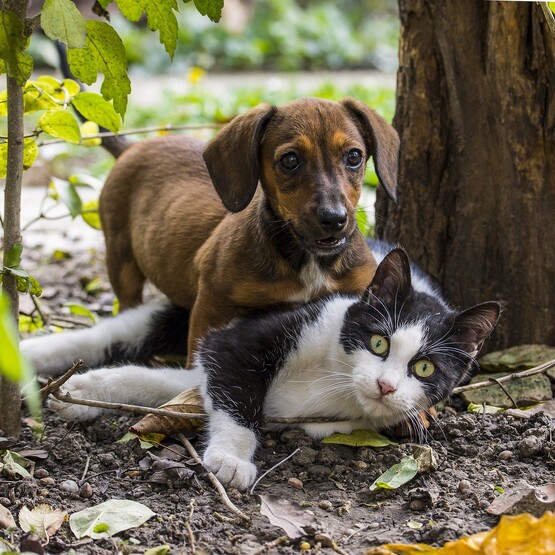 Hund und Katze