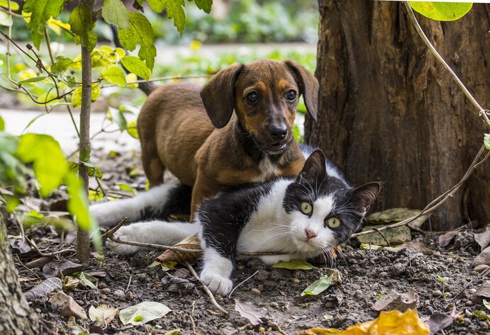 Hund und Katze