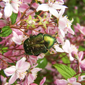 Rosenkäfer