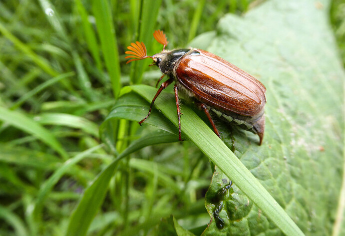 Maikäfer