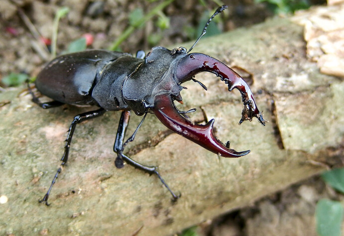 Hirschkäfer