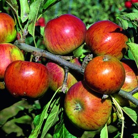 Apfel Cox Orange