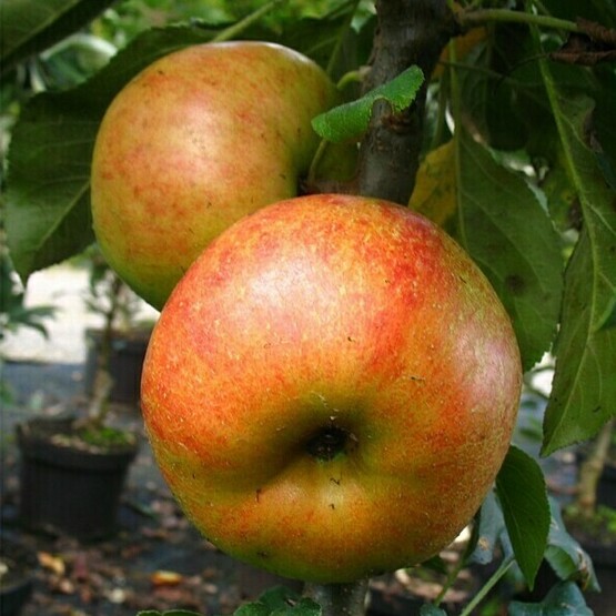 Apfelbaum Rhapsodie