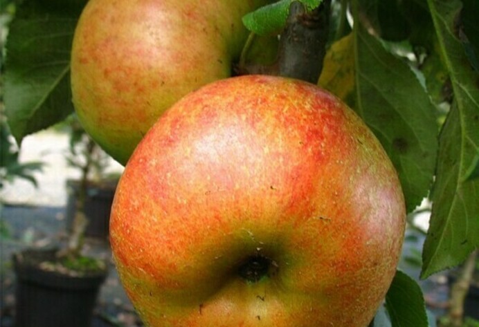 Apfelbaum Rhapsodie