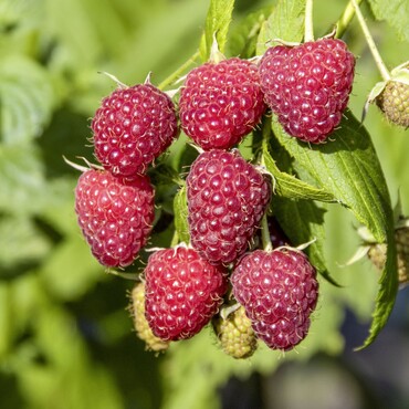 Himbeere Polka