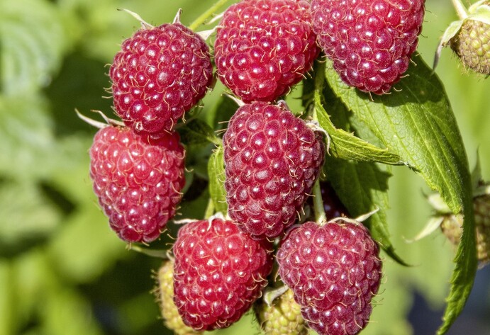 Himbeere Polka