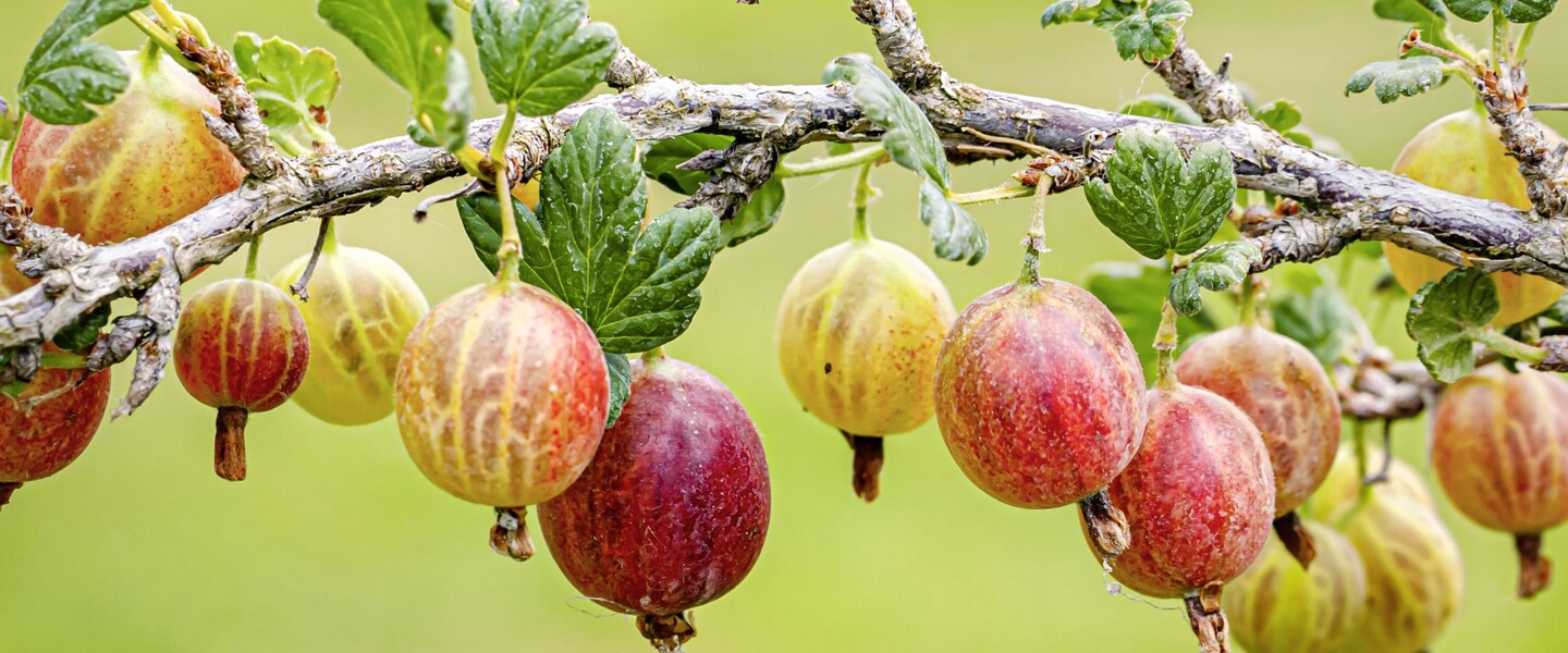 Reife Stachelbeeren
