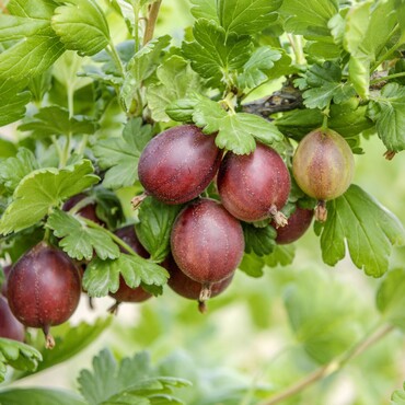 Rote Stachelbeere Hinnomaeki