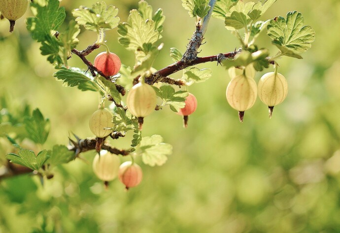 Stachelbeeren am Zweig