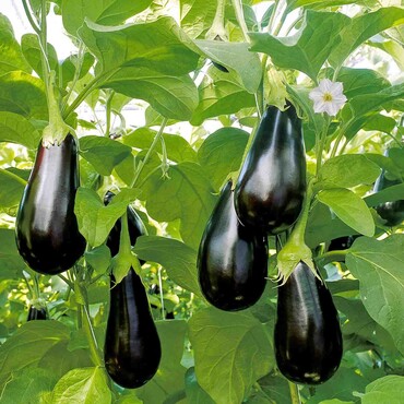 Aubergine Madonna