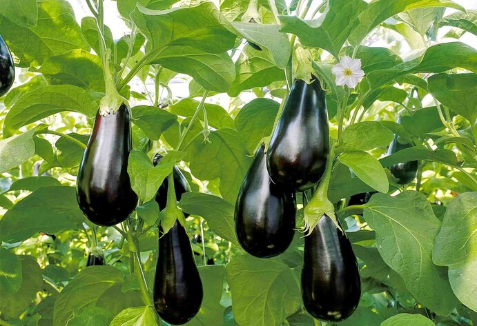 Aubergine Madonna