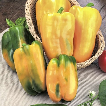 Jumbo Paprika 'Torelus®'