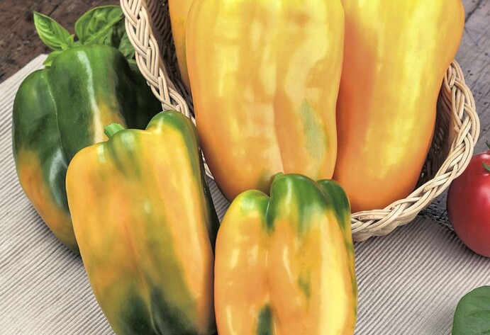 Jumbo Paprika 'Torelus®'