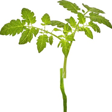 Veredelte Tomate
