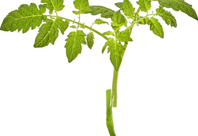 Veredelte Tomate