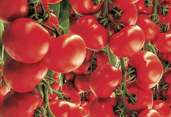 Strauchtomate 'Starlias® Red'