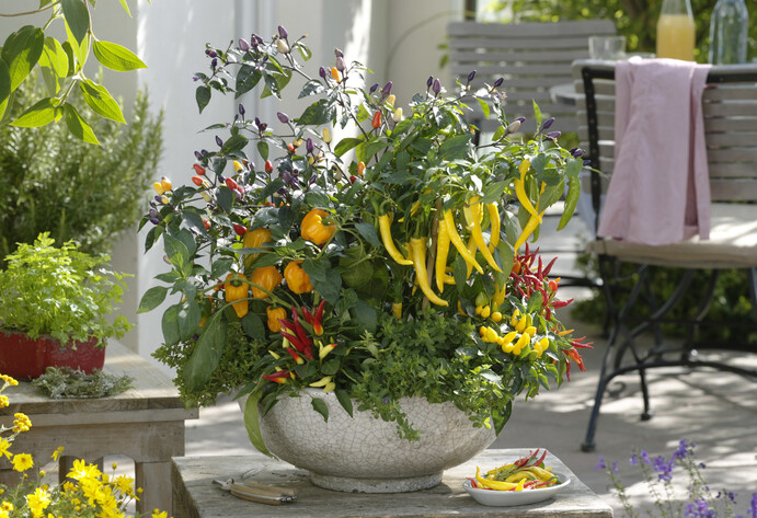 Paprika und Chili im Topf