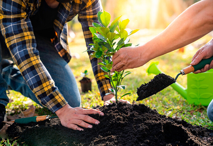 Zwei Personen pflanzen einen Baum-Steckling in die Erde