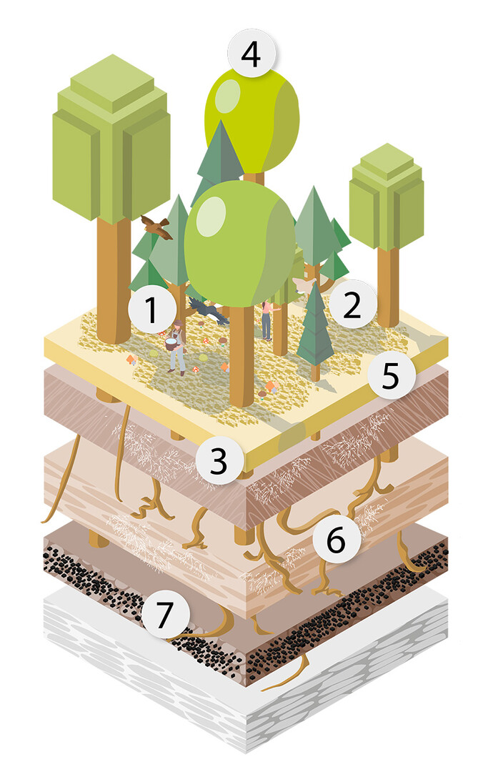 Illustration Aufbau Tiny Forest