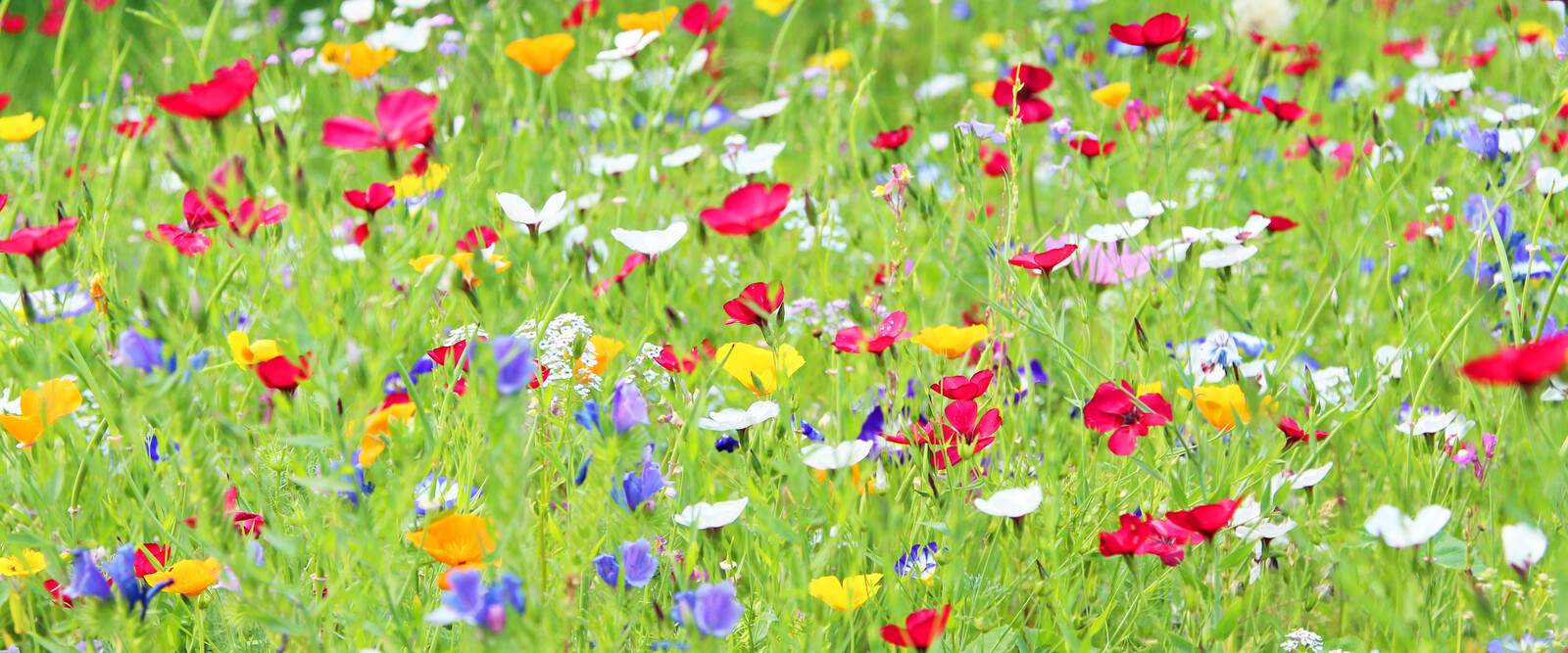 Blumenwiese anlegen: So geht's | richtiggut.de