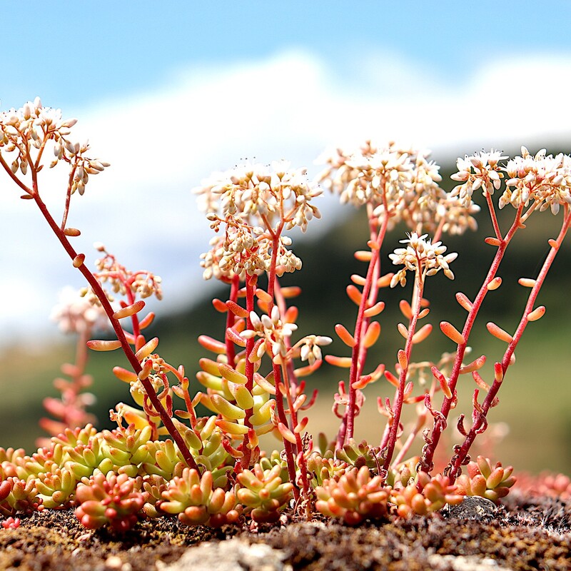 Sedum