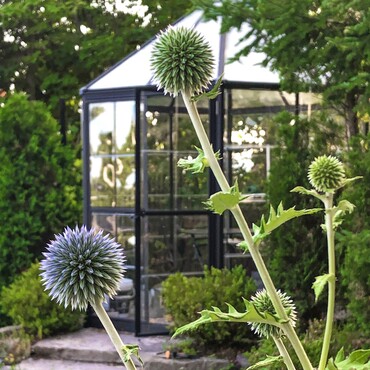 Glashaus mit Pflanze im Garten