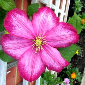 Eine Clematis